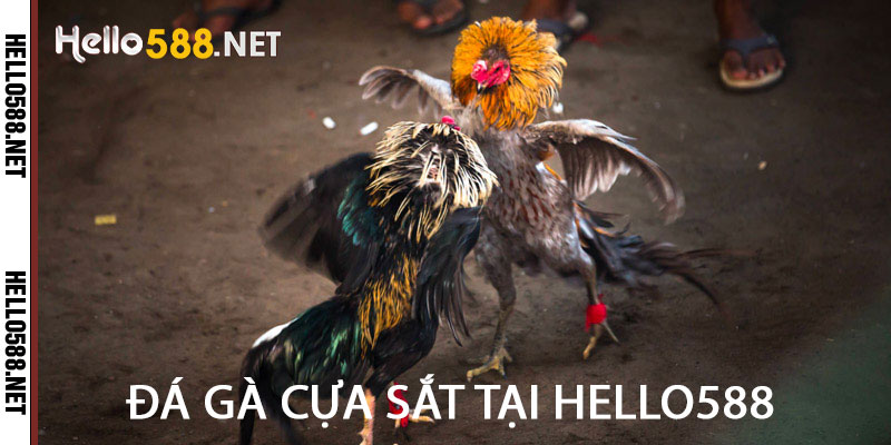 Đá Gà Cựa Sắt